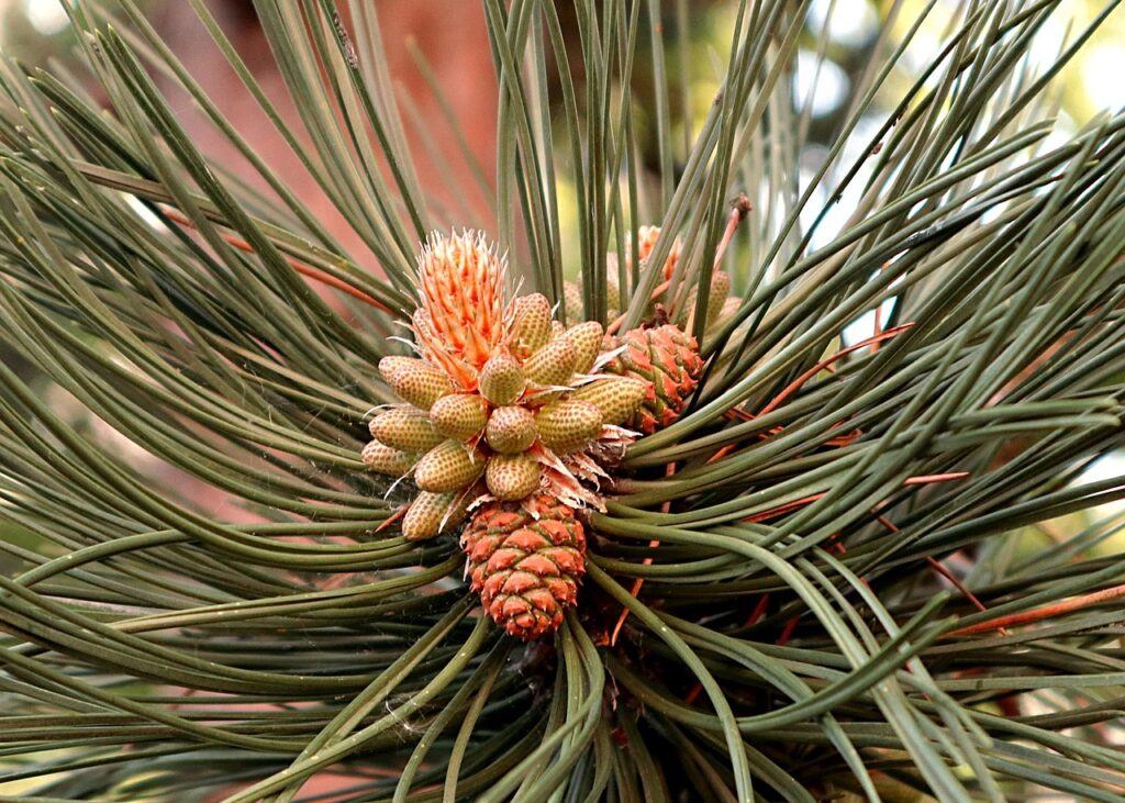 découvrez la beauté de la fleur des pins à arcachon, un symbole de la nature préservée de cette région. plongez dans un cadre enchanteur où la flore et la faune s'épanouissent au rythme des saisons, tout en profitant des paysages côtier et des activités de plein air.